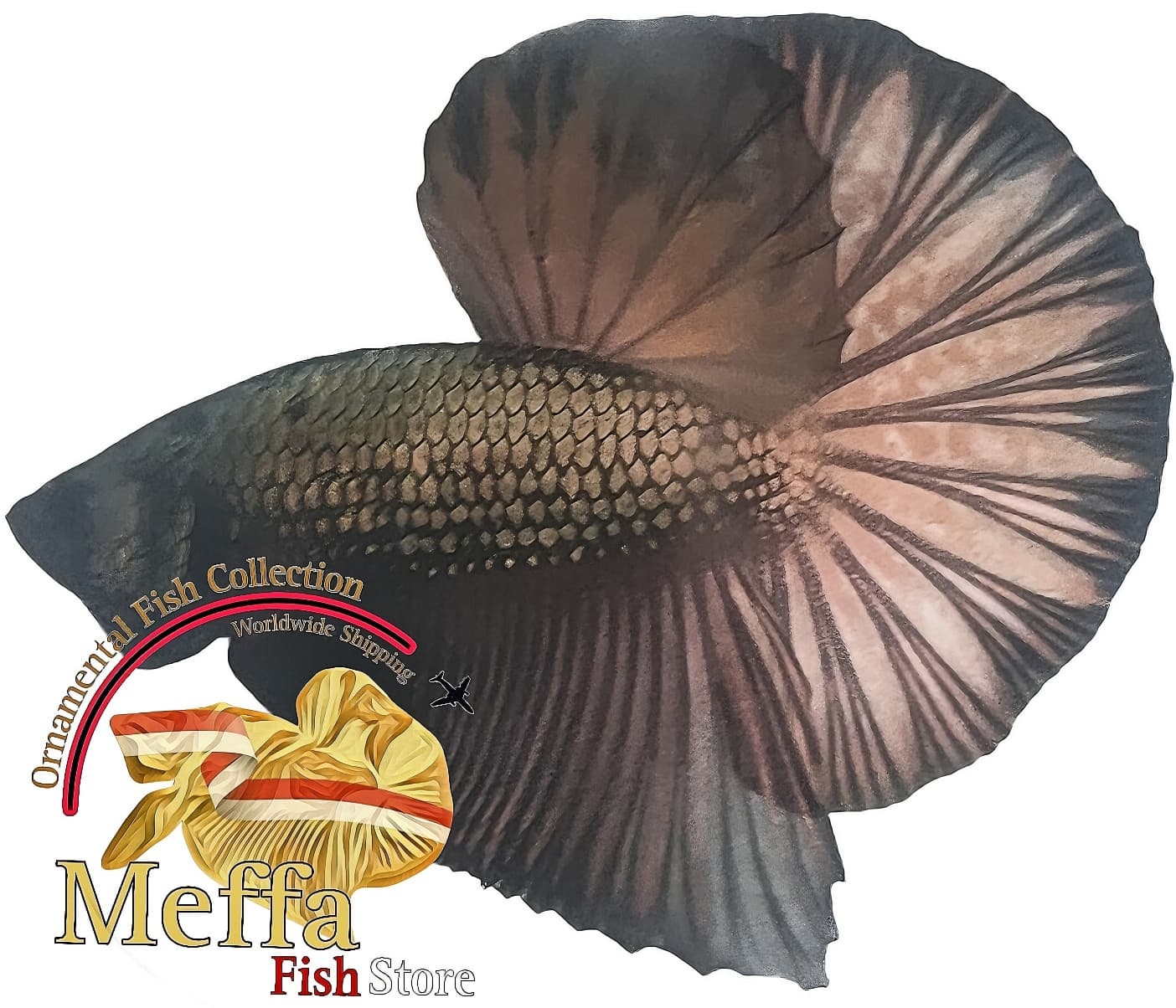 Halfmoon plakat ( IBC ) betta BLACK COPPER WITHOUT RED COLOUR LINE THAILAND