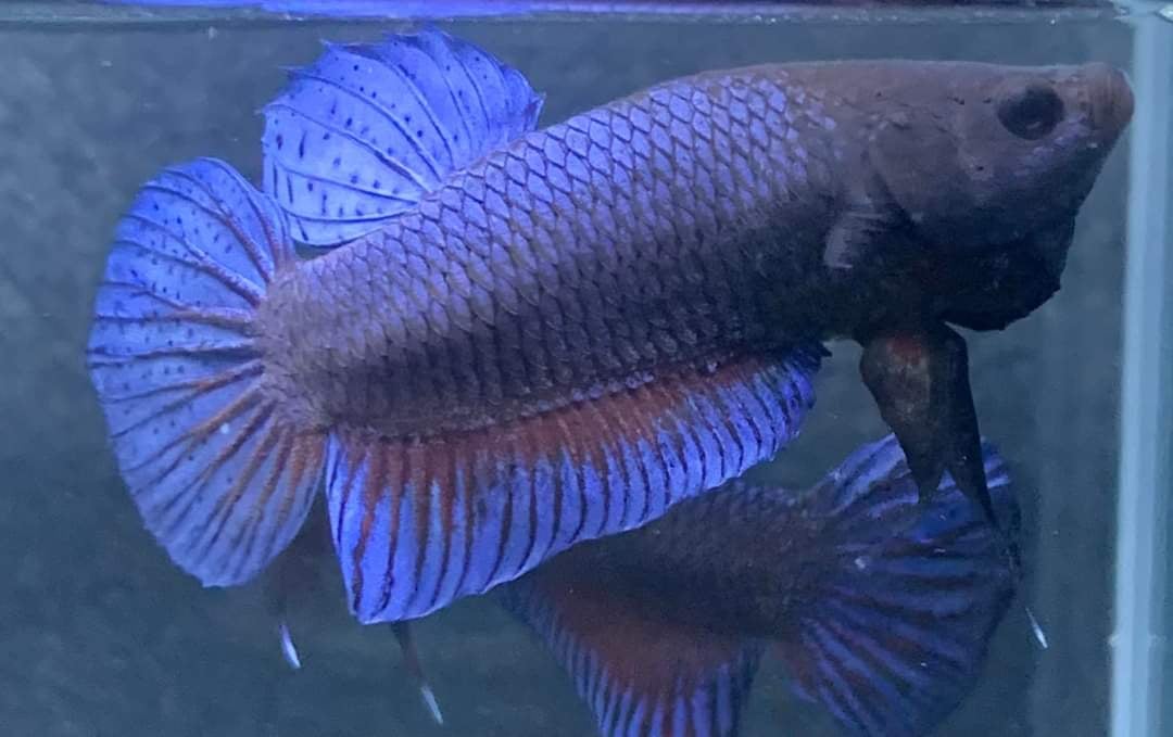 Betta fighter