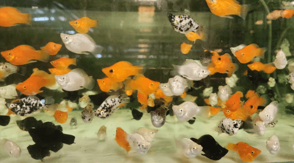 Assorted Balloon Molly 2cm x 5pc