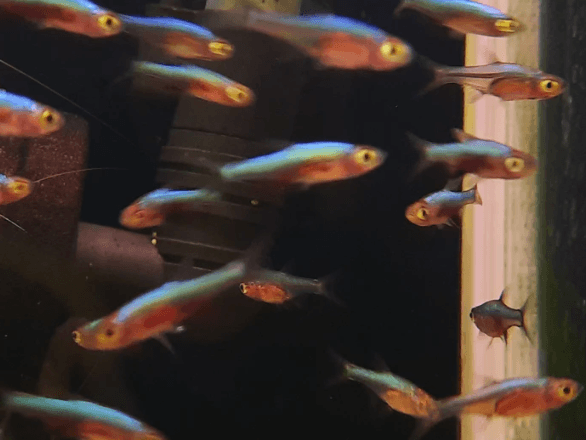 Blue axelrodi rasbora 2.5cm