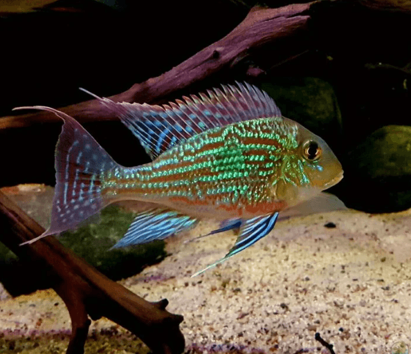 Geophagus Sveni Cichlid 2" & 4"