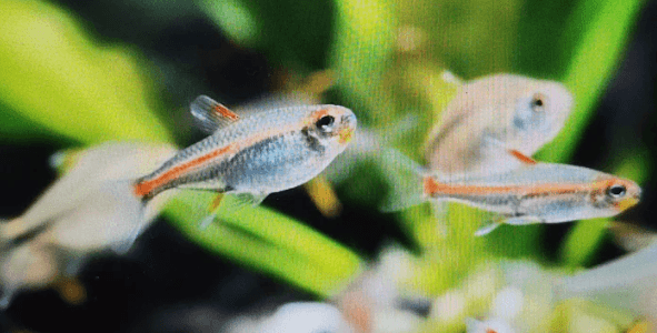 Glowlight tetra 2cm x 5pc