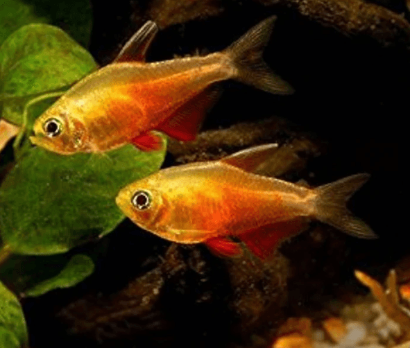 Golden red rio tetra 2.5cm
