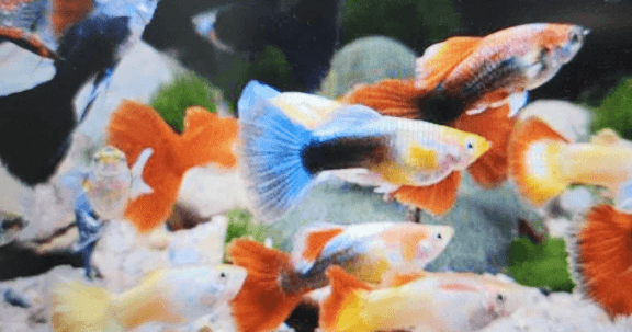Mixed guppies males 2.5cm x 5pc