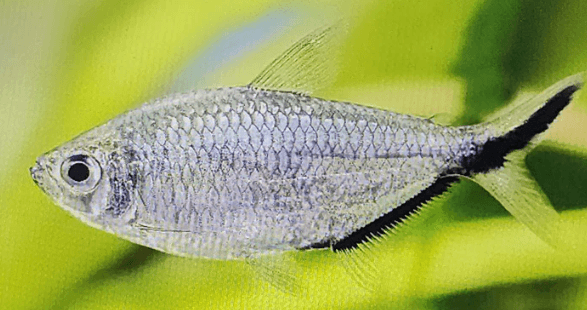 Moenkhausia costae tetra 2.5cm