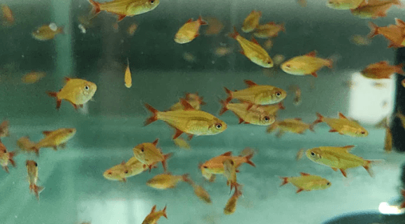 Red Cherry tetras 2.5-3cm