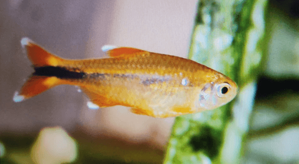 Silver tip tetra 3cm
