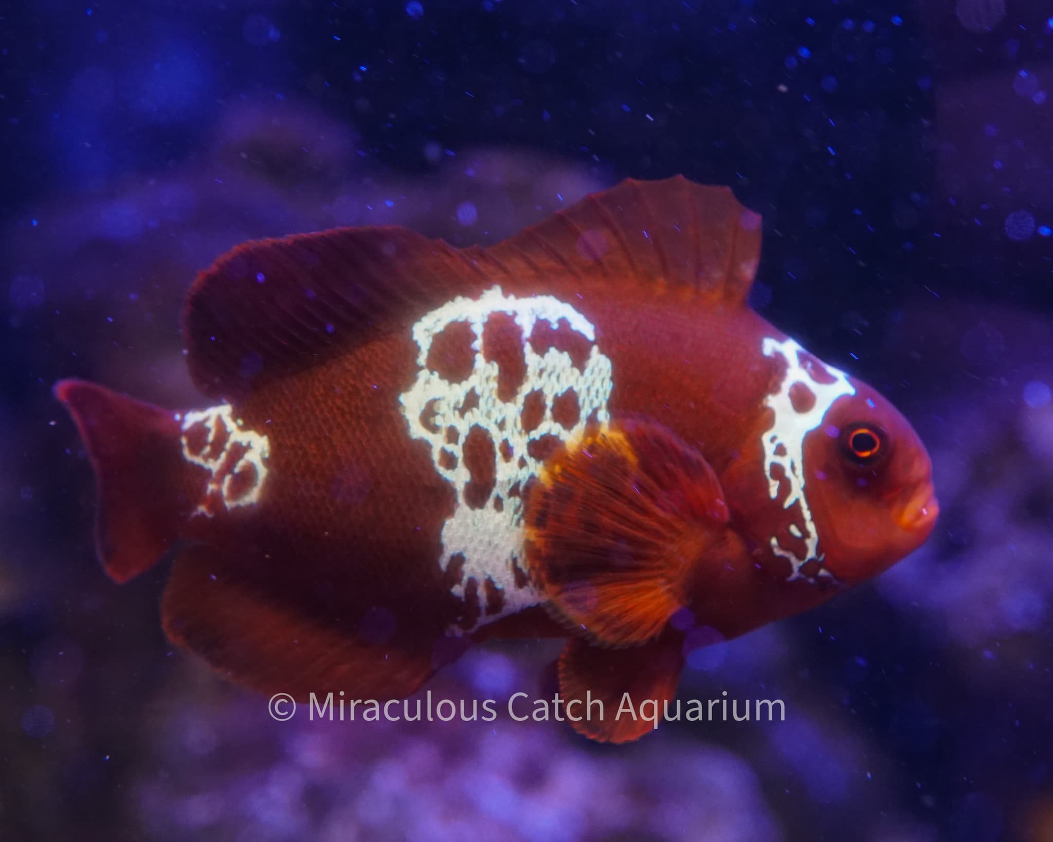 Lightning Maroon Clownfish