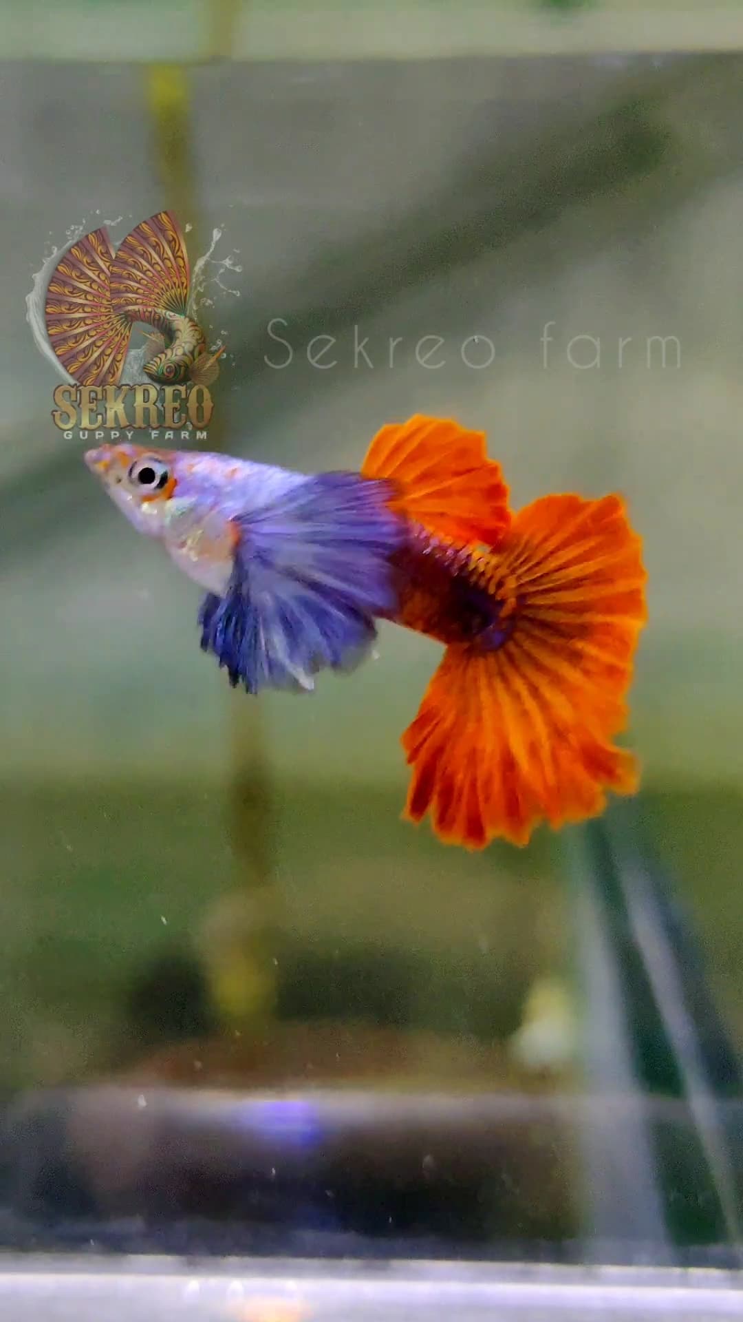 PRTDE SUPPER DUMBBO EAR