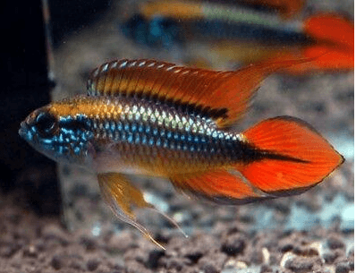 Apistogramma Agassizii "Red"