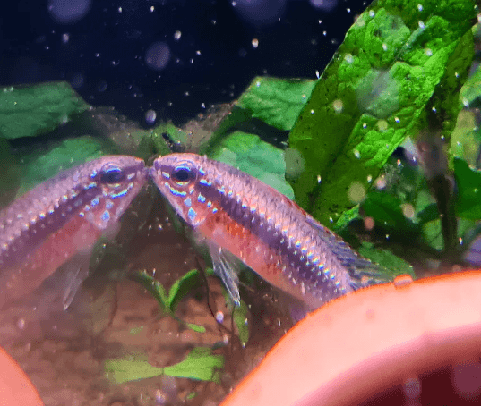 Apistogramma Elizabethae