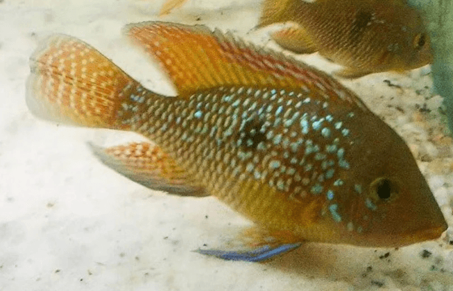 Geophagus sp. Bahia Red