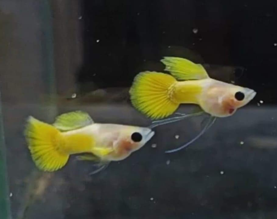 Gold glass belly short body ribbon fin