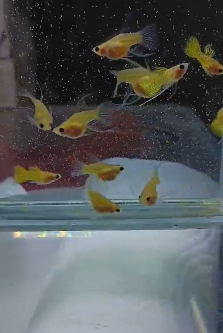 Yellow lace glass belly short body ribbon fin guppy