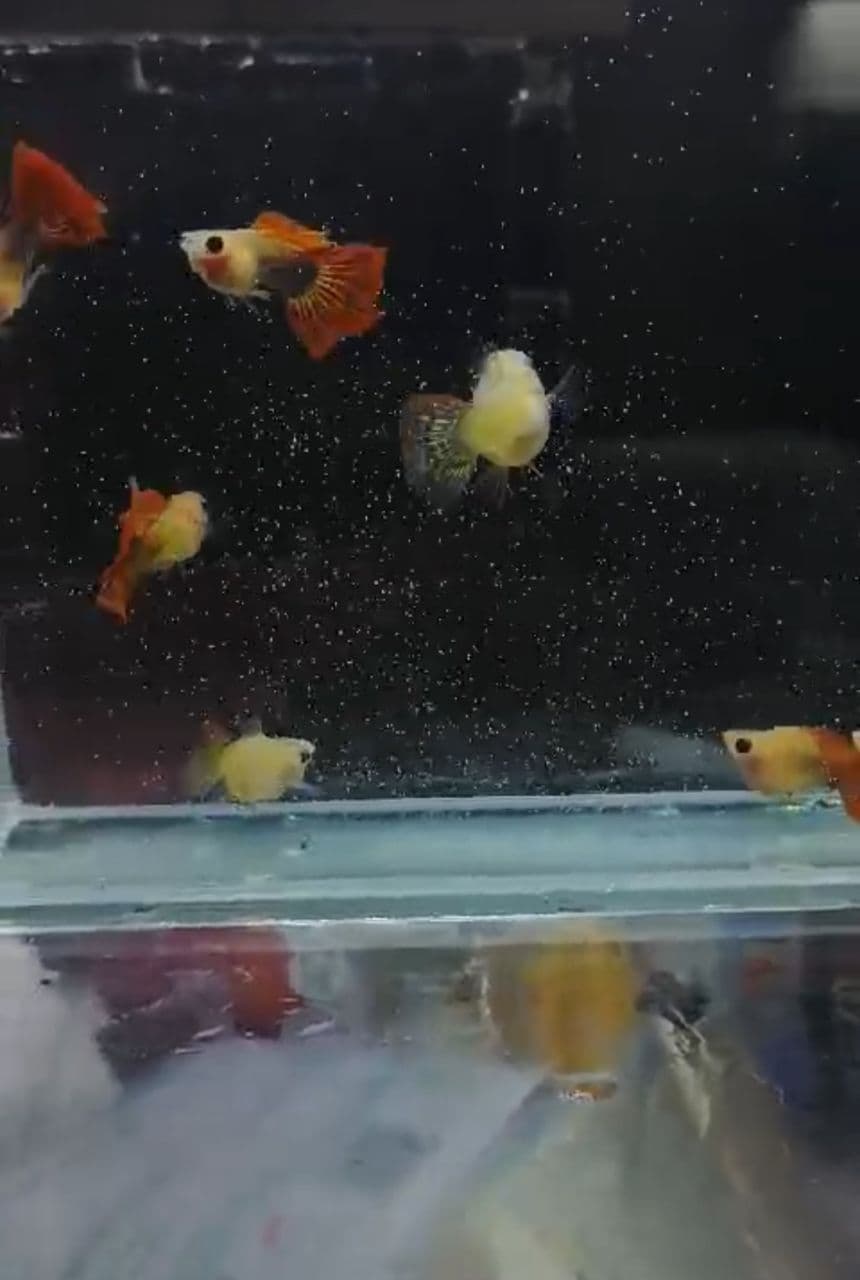 Blonde red dragon glass belly super short body guppy