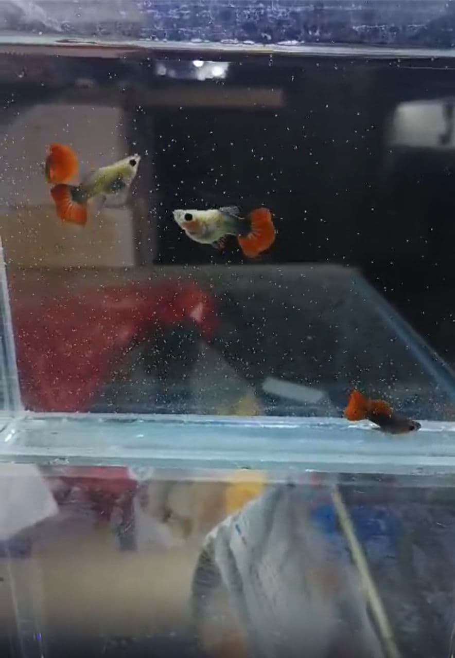 Half black red glass belly shortbody guppy