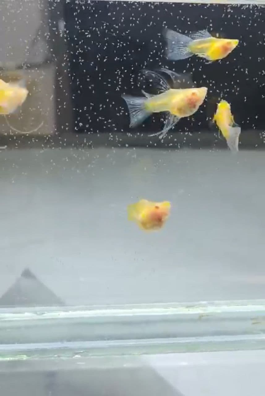 Albino blue topaz glass belly ribbon fin guppy