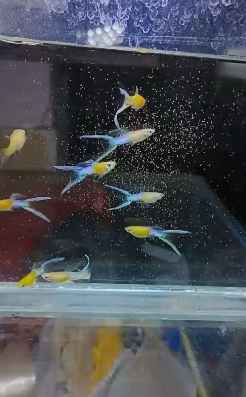 Japan blue double sword tail guppy