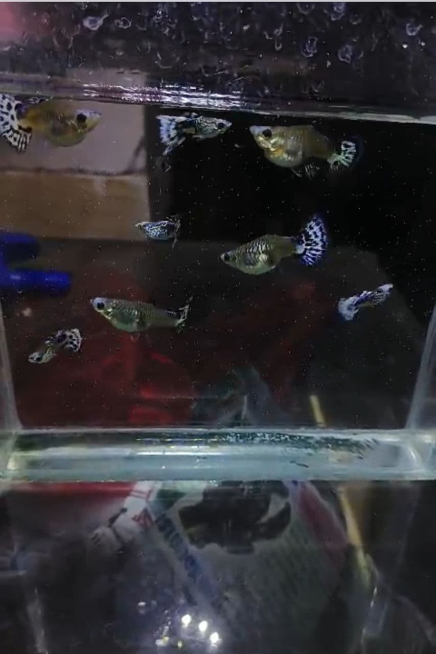 Snake skin blue koi short body guppy