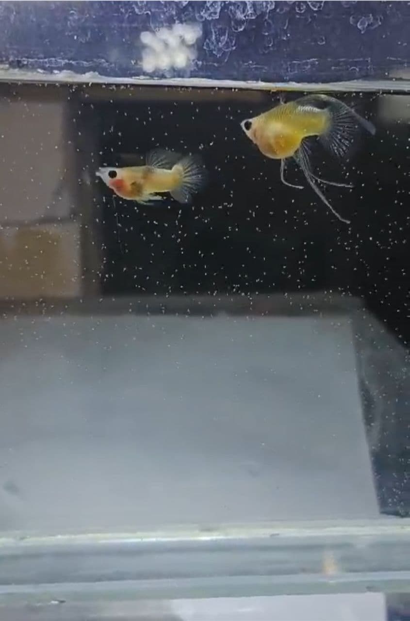 Pingku glass belly short body fin guppy