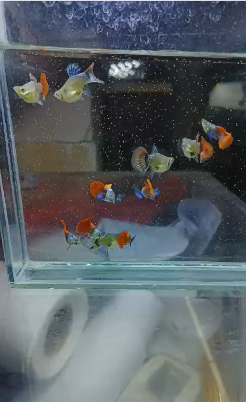 Big ear red tail super short body Guppy