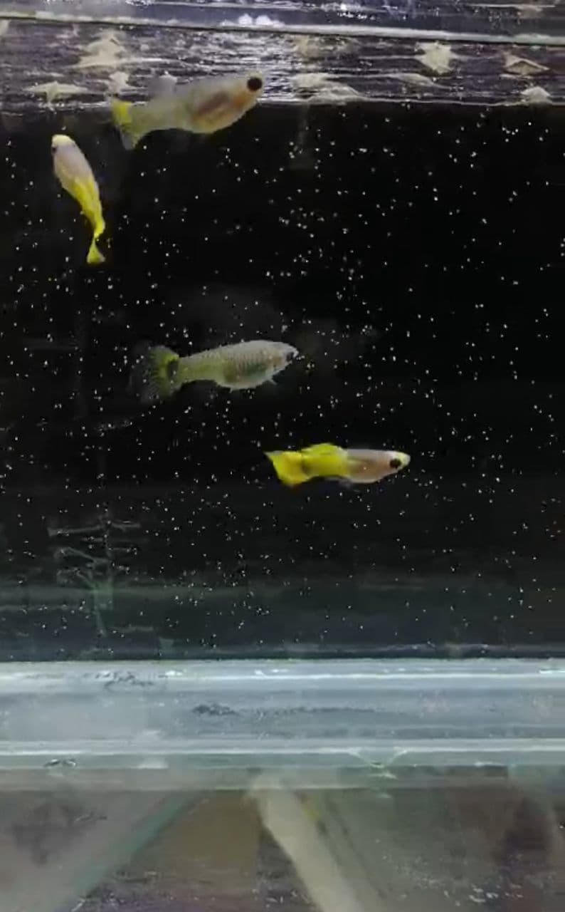 Gold koi glass belly short body Guppy