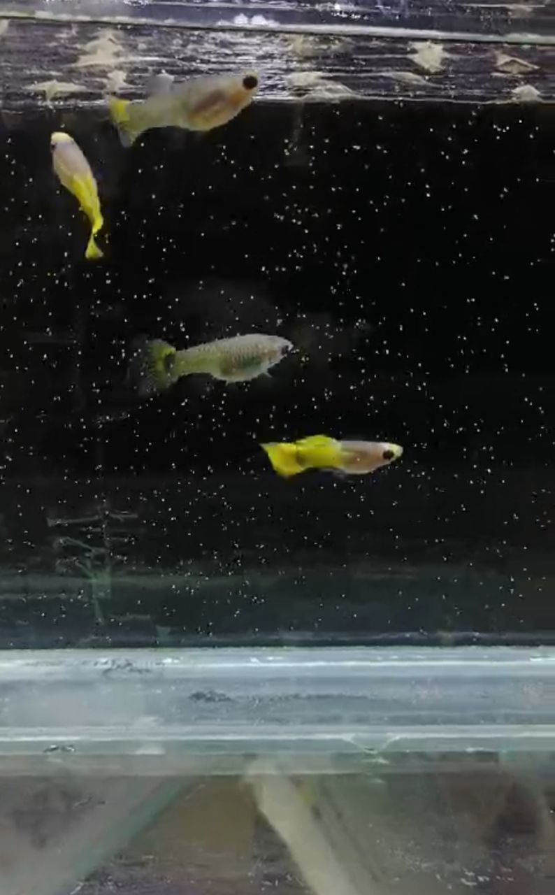 Gold koi glass belly short body Guppy