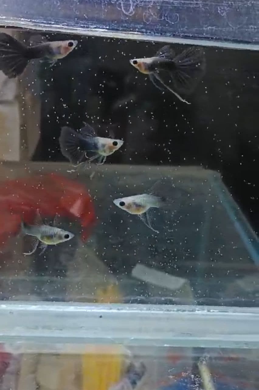 Half black blue glass belly short body ribbon fin guppy