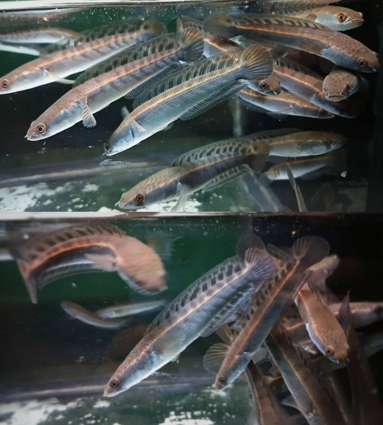 Channa Yellow Sentarum