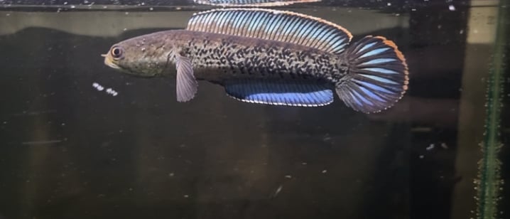 Channa Champion with 2 Trophies