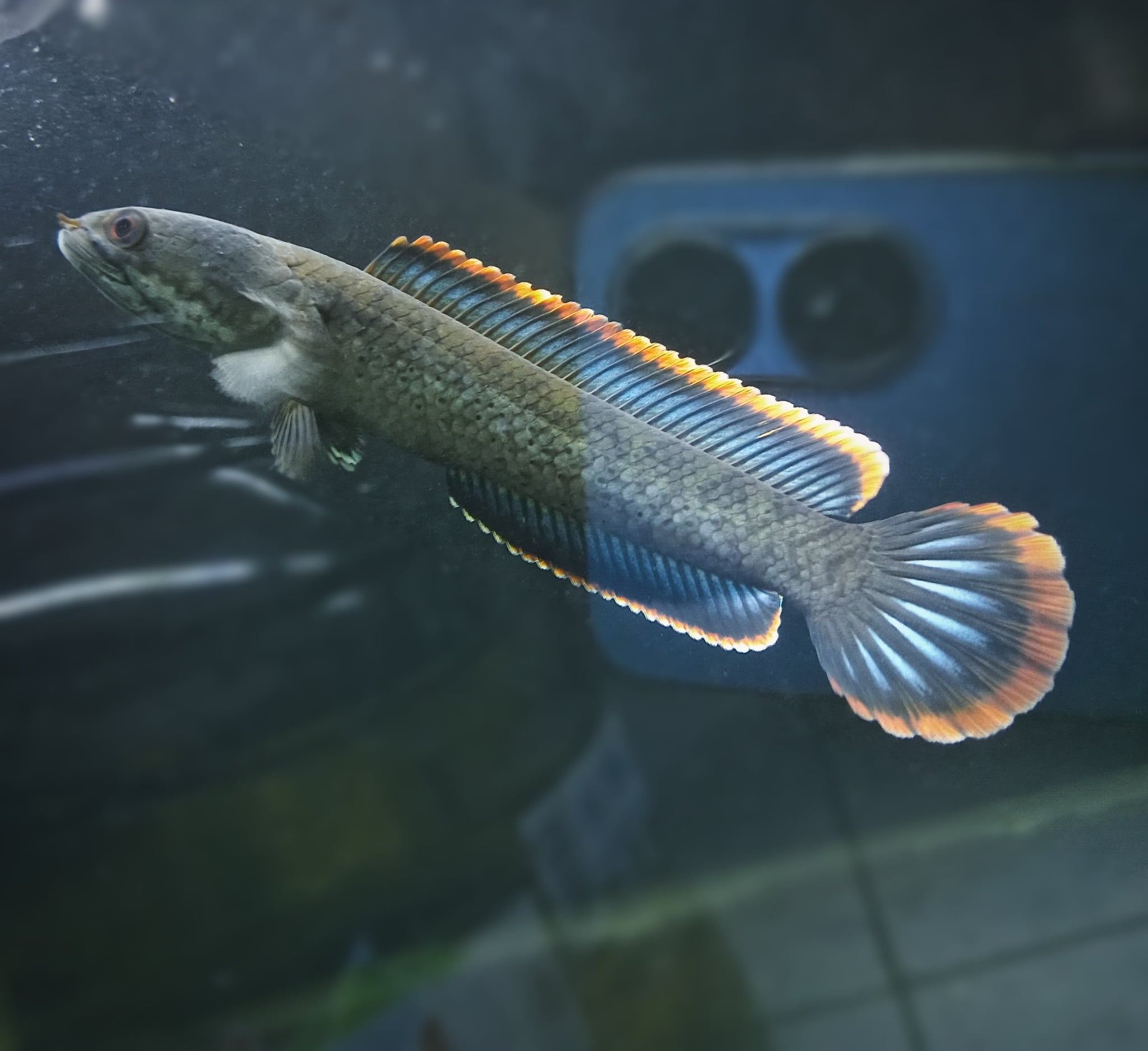 Channa Limbata Champion