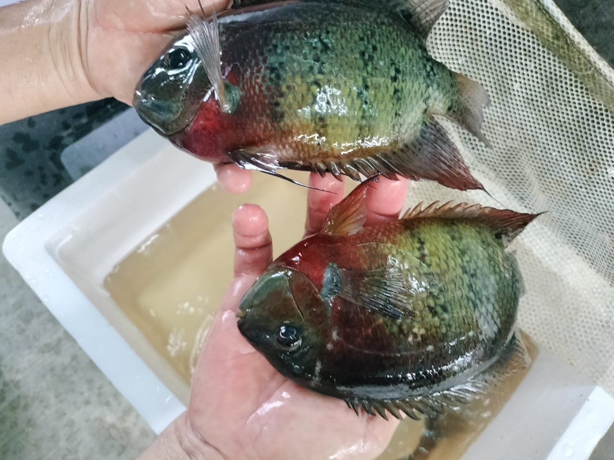 Red Tiger Hero (heros sp. curare)