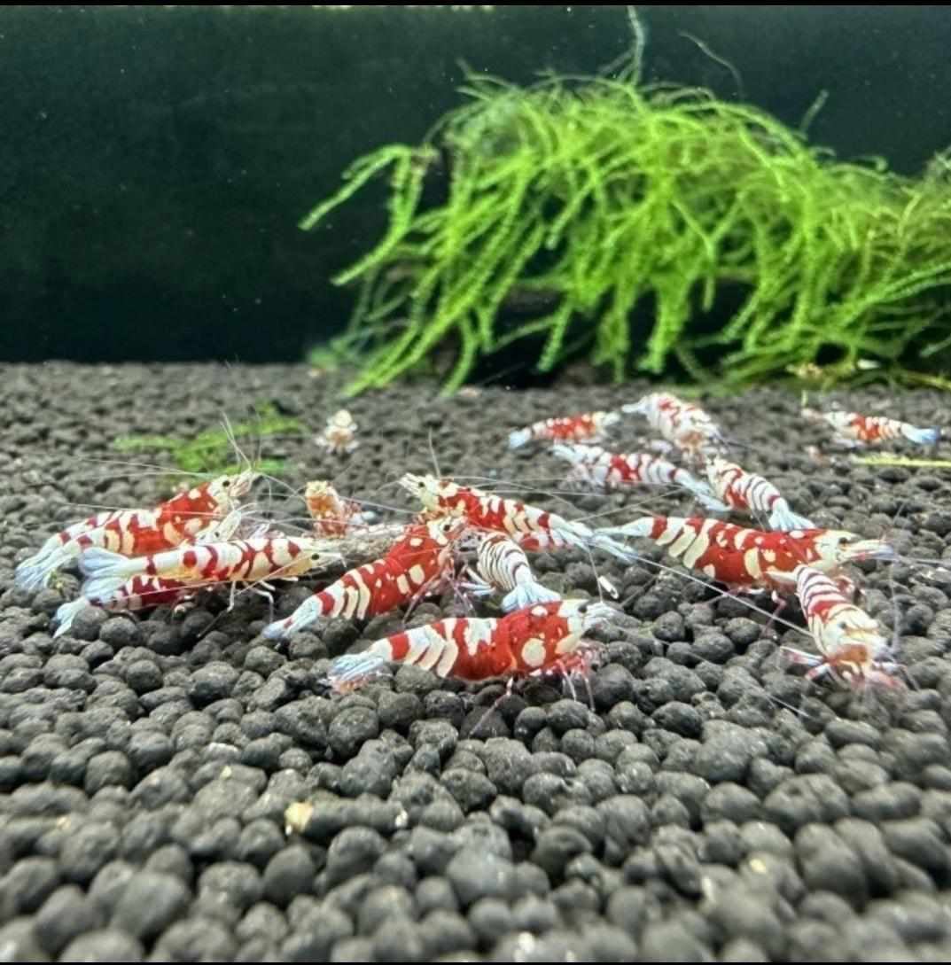 Red fancy tiger Shrimp