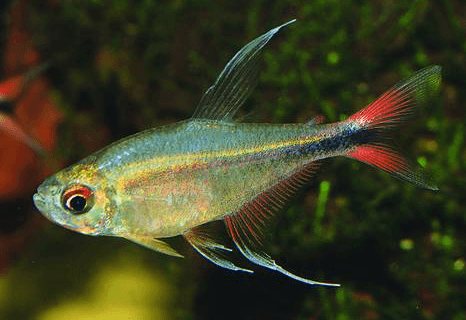 Hemigrammus Filamentosus