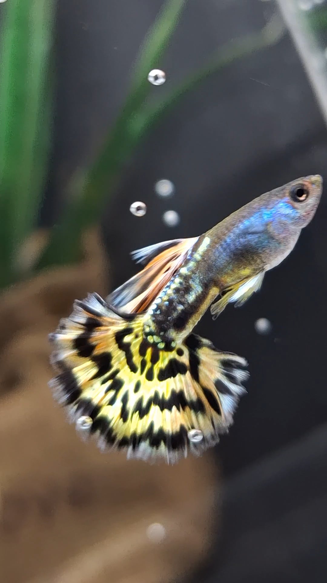 Guppy Leopard