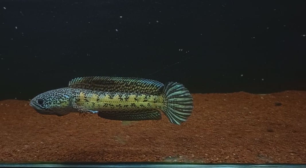 Snakehead auranti maculata