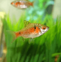 Odessa barb 3cm