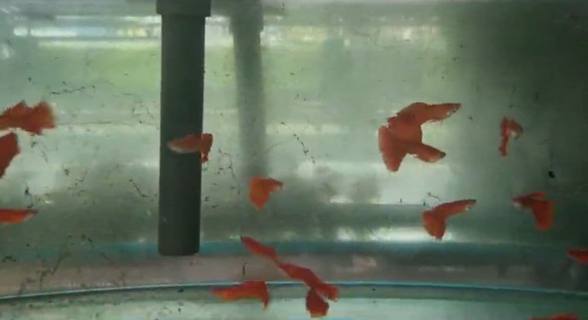 Albino full red guppy pair
