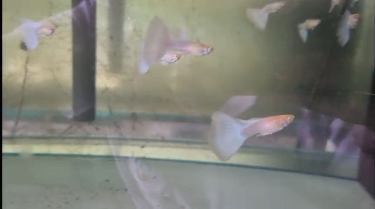 Albino japan blue guppy Pair