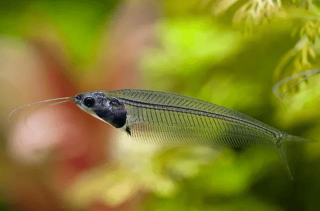 Thai Glass Catfish