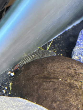 Red Tail Borneo Sucker Fish (Hillstream Loach)