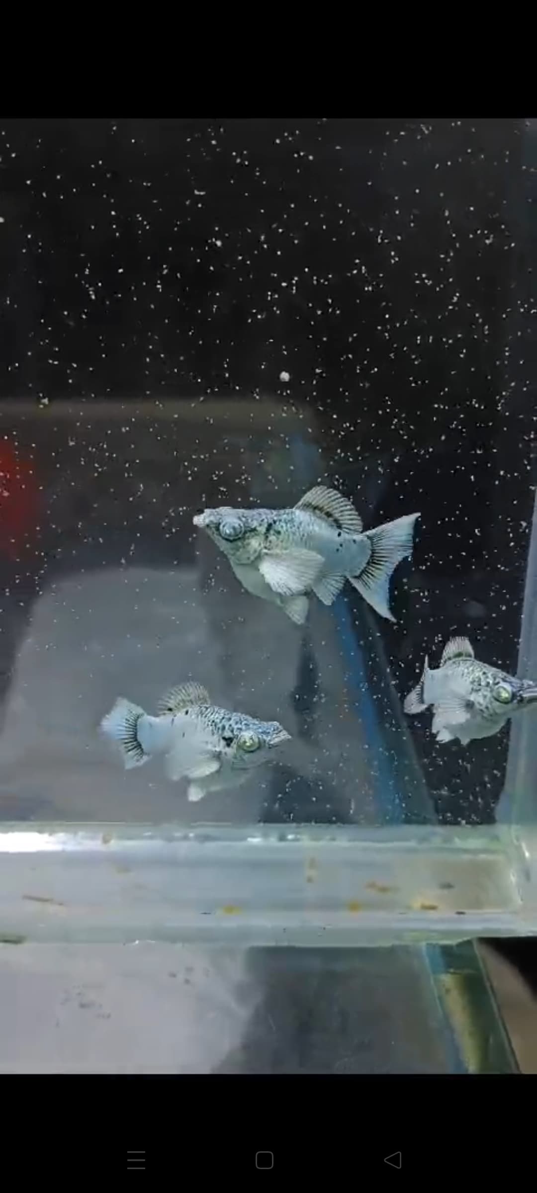 Molly silver electric