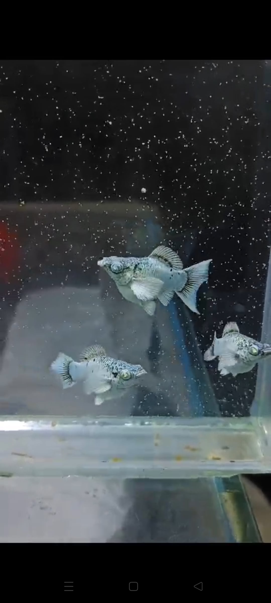 Molly silver electric