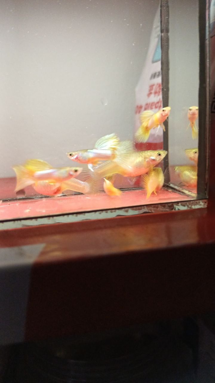 Pair Yellow Pingu Pure Strain Guppies