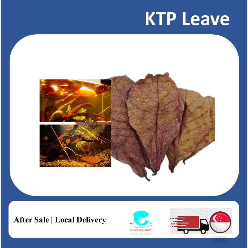 KTP Leaves - Ketapang / Indian Almond Leaves as Nature’s Water Conditioner