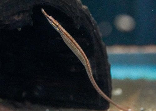 Doryichthys deokhatoides 5 pcs