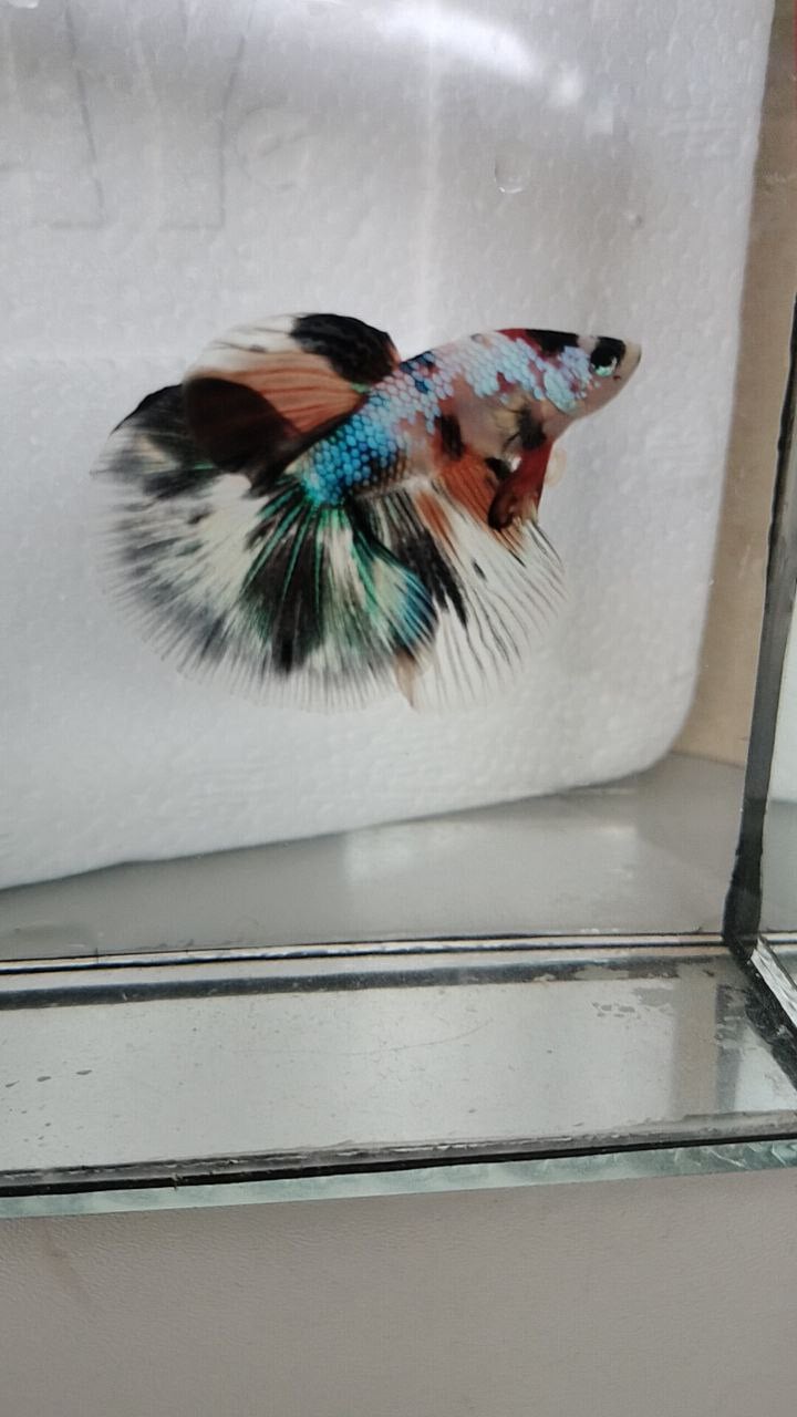 Halfmoon AOC/Multicolour