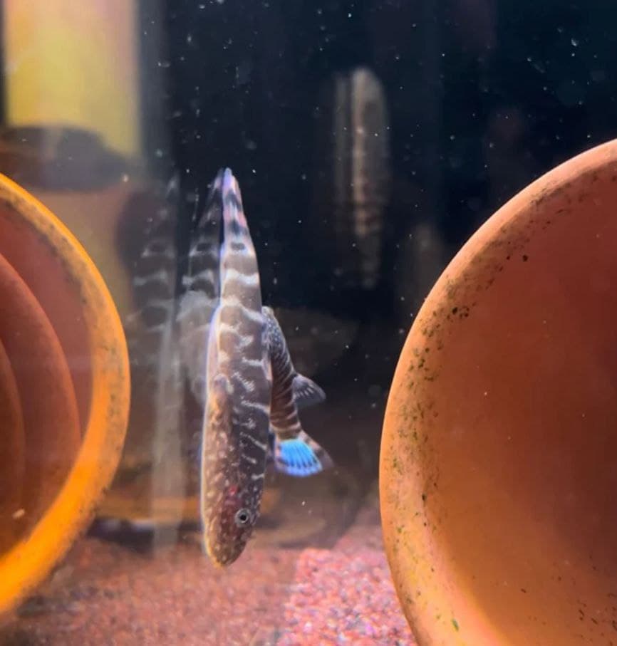 Gastromyzon sp. Blue Zebra Borneo