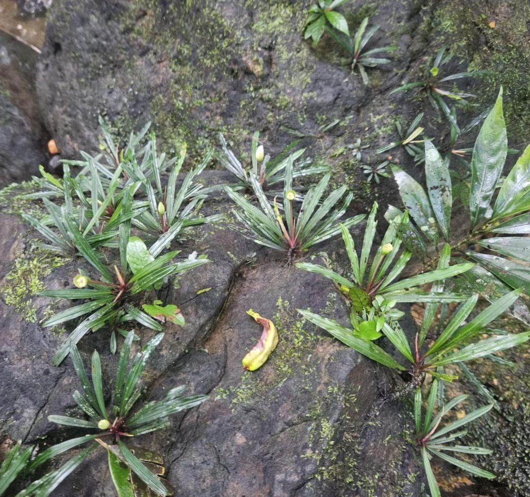 Bucephalandra Oblanceolata
