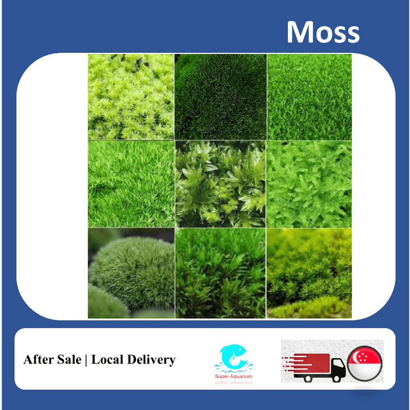 Decoration dry moss for fish tank terrarium palladium DIY bottle microscape